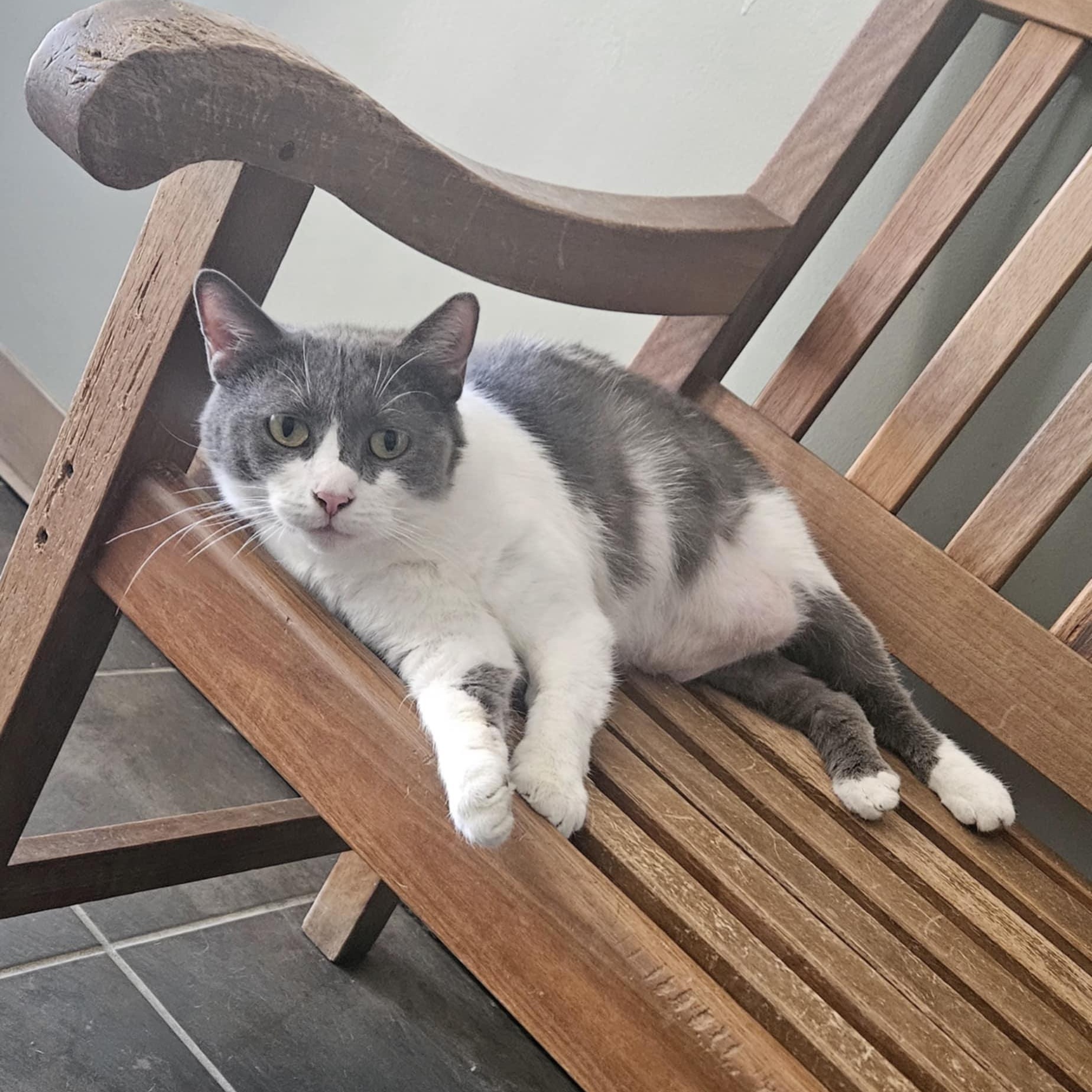 Enlarge Emerald, a Adoptable Domestic Short Hair in Wapakoneta, OH image 1/3