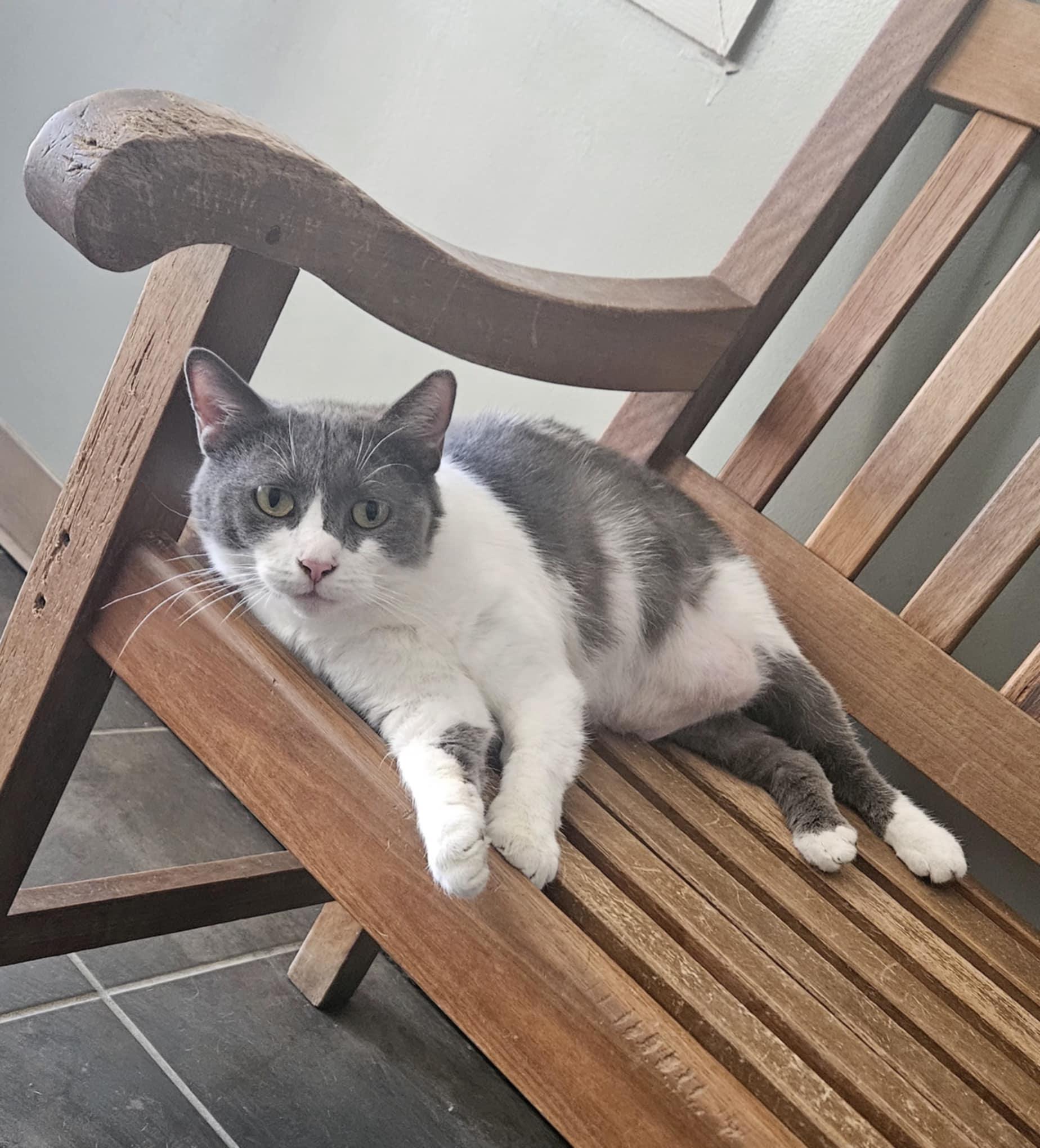 Emerald, a Adoptable Domestic Short Hair in Wapakoneta, OH image 4/4