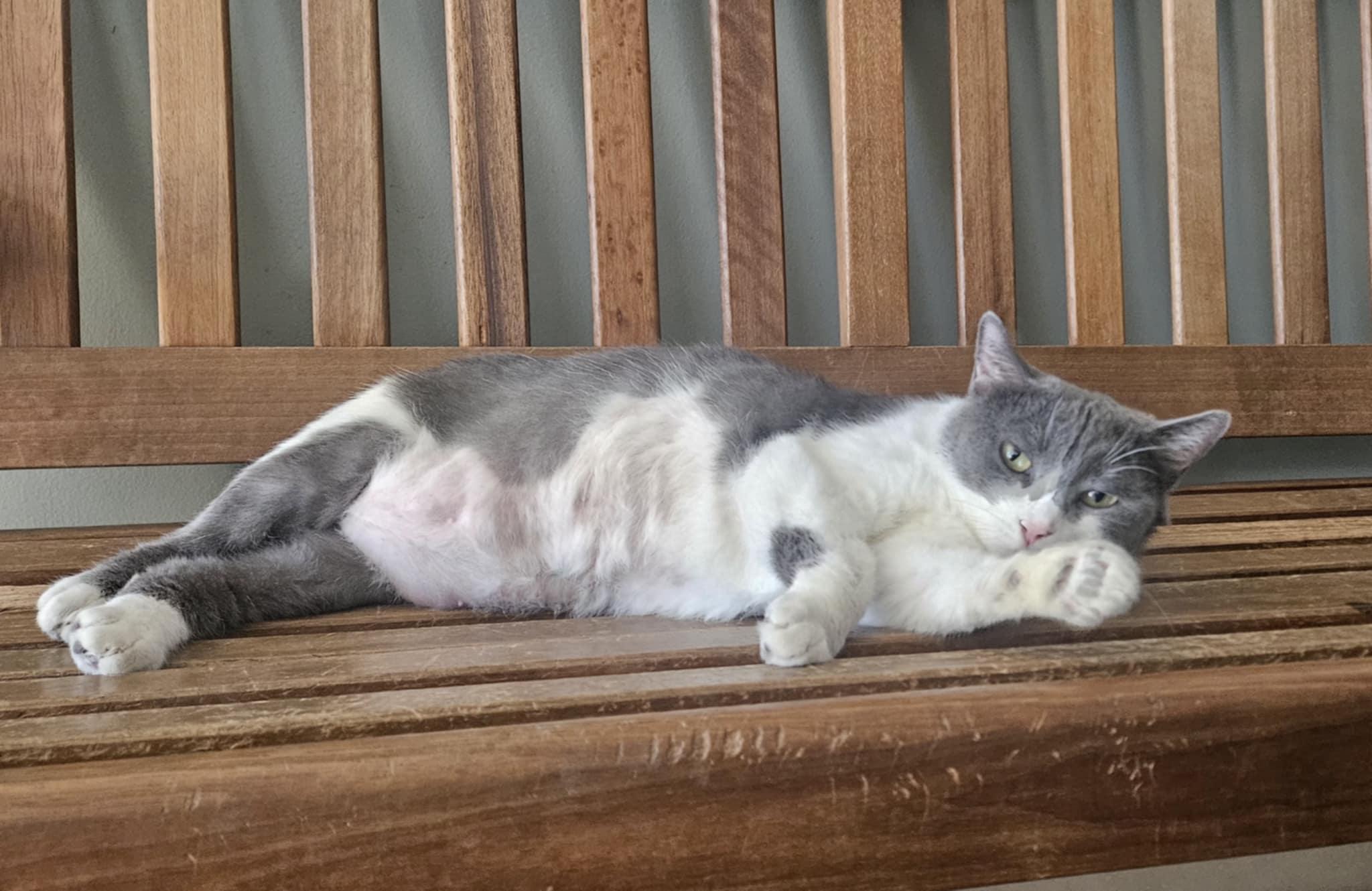 Emerald, a Adoptable Domestic Short Hair in Wapakoneta, OH image 1/4