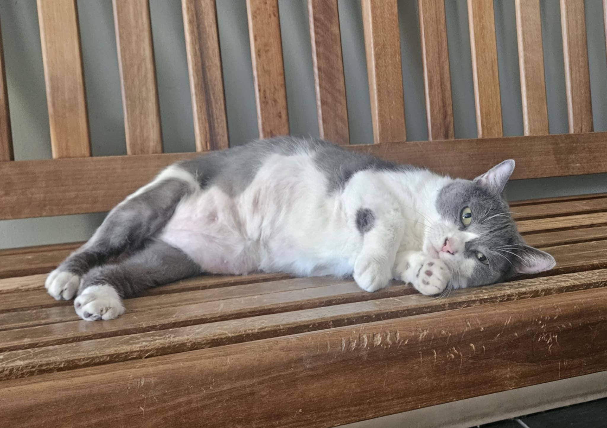 Emerald, a Adoptable Domestic Short Hair in Wapakoneta, OH image 3/4