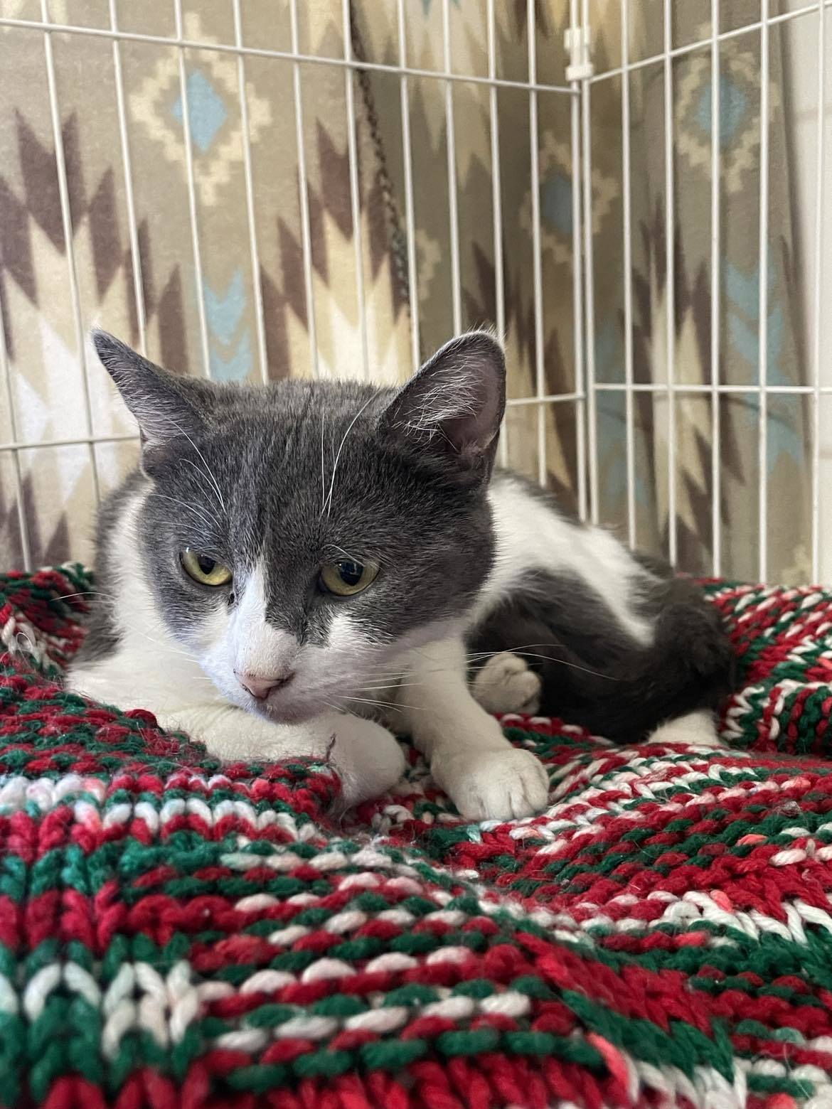 Emerald, a Adoptable Domestic Short Hair in Wapakoneta, OH image 2/4