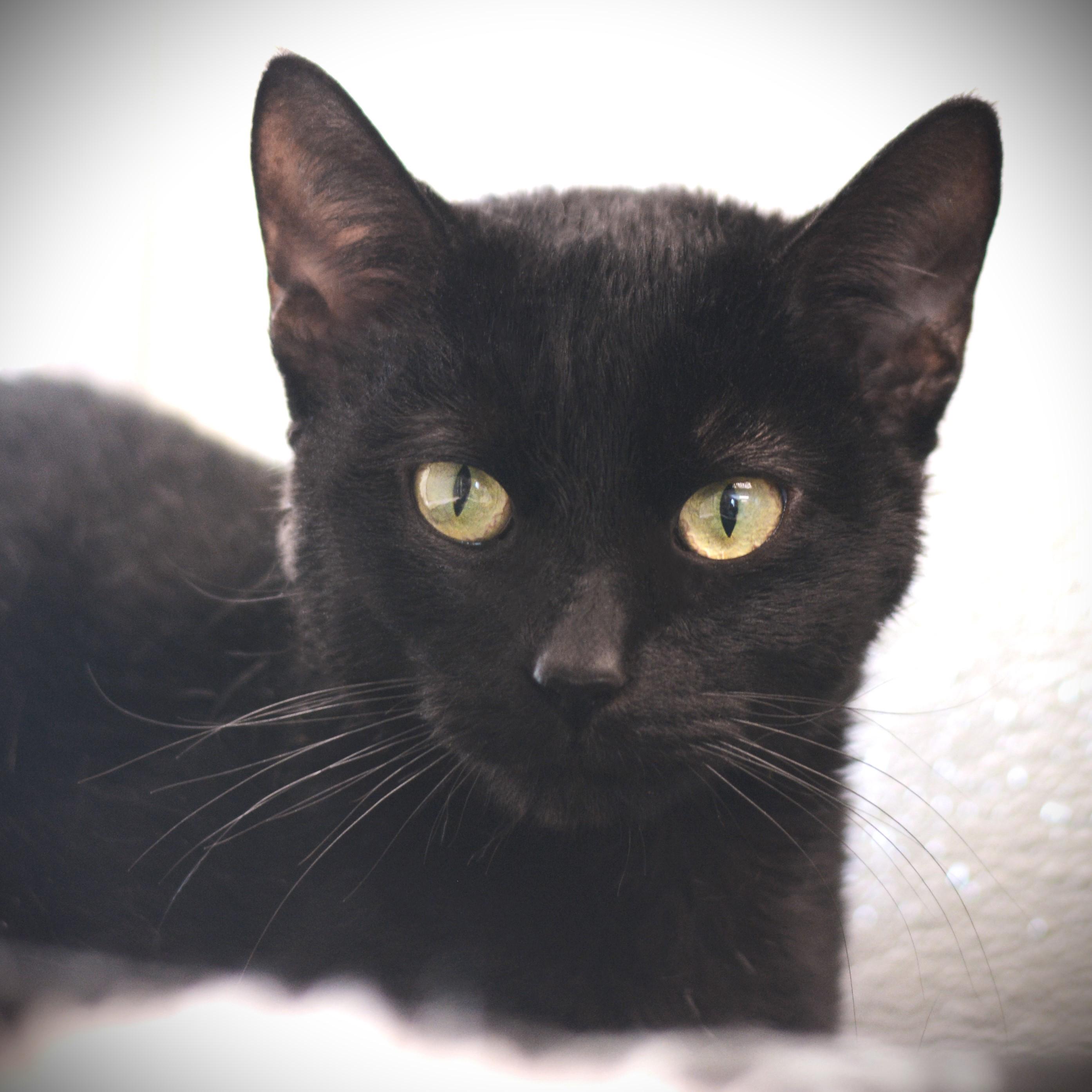 Ember, ADOPTABLE, Adult Female Domestic Short Hair.