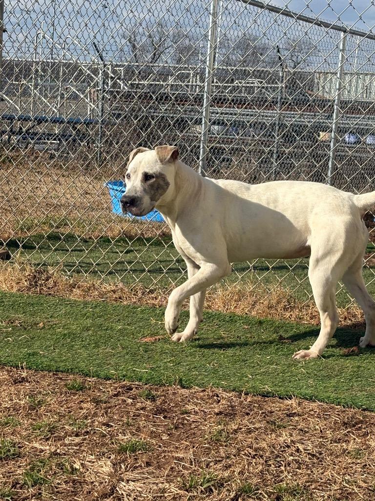 Sophia, Adoptable, Young Female Mixed Breed.