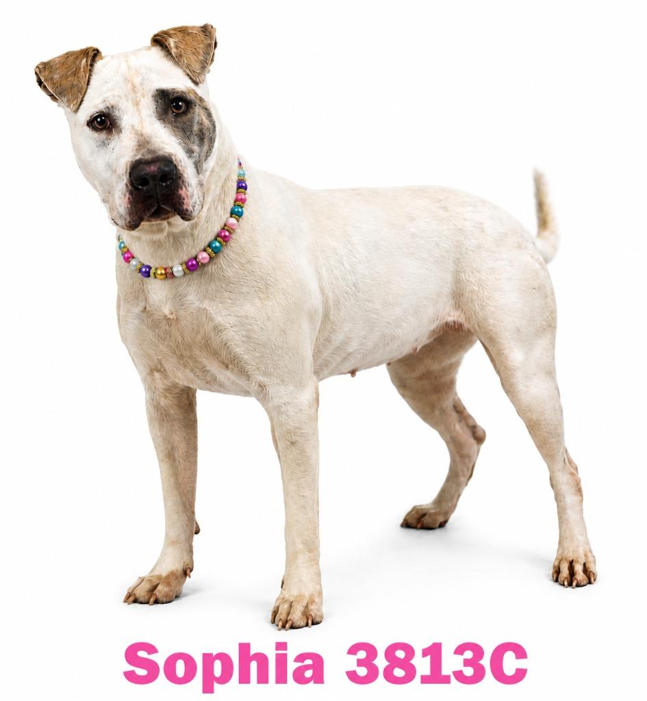 Enlarge Sophia, a Adoptable Mixed Breed in Bossier City, LA image 2/4