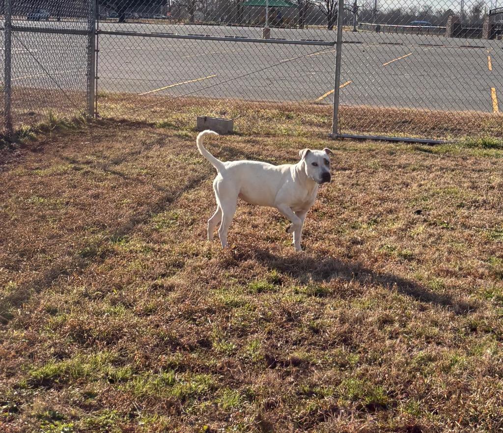 Enlarge Sophia, a Adoptable Mixed Breed in Bossier City, LA image 3/4