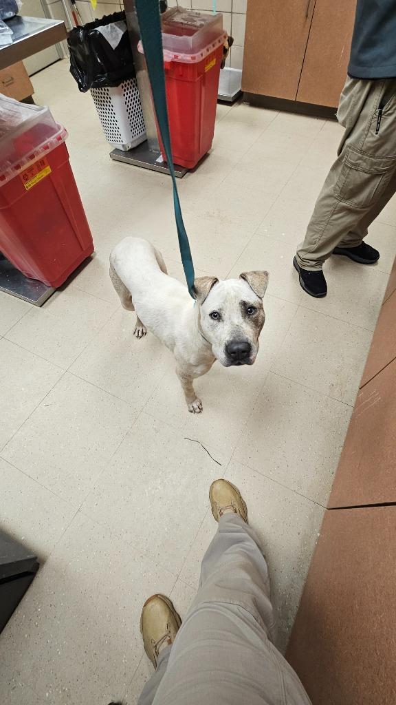 Enlarge Sophia, a Adoptable Mixed Breed in Bossier City, LA image 4/4