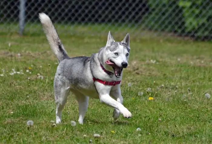 Nola, Adoptable, Adult Female Husky.