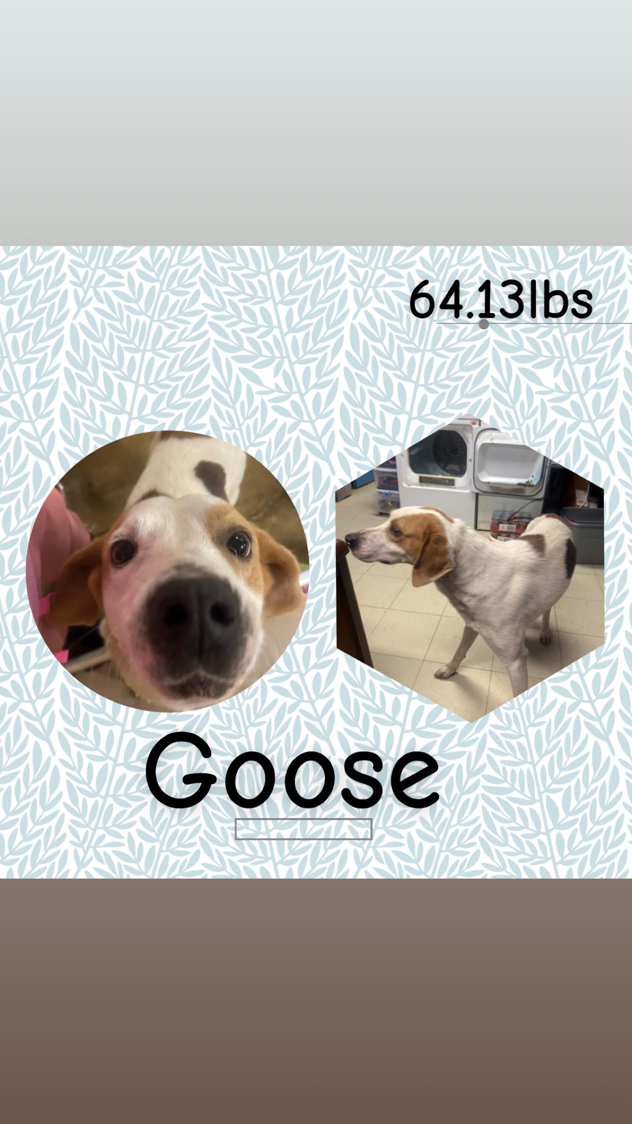 Goose, ADOPTABLE, Adult Male Coonhound.