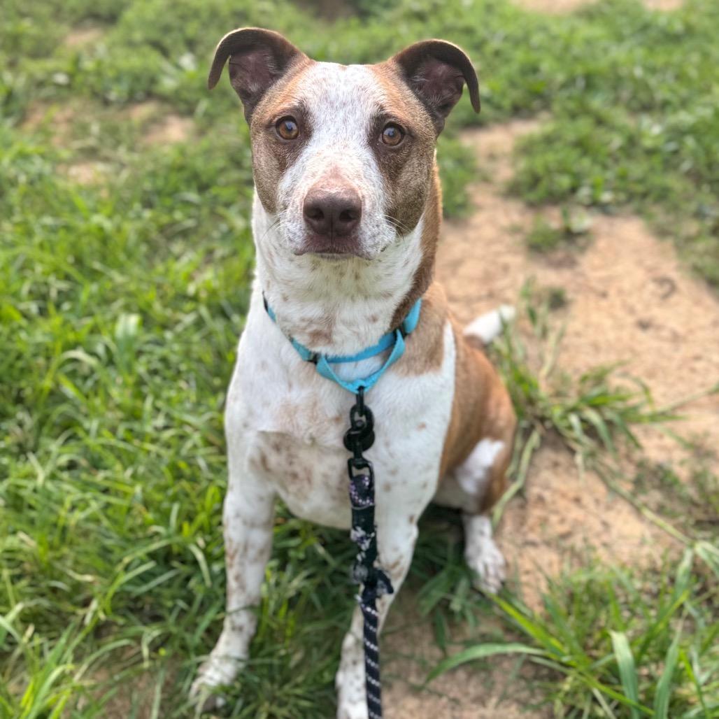 Noodles, Adoptable, Adult Male Cattle Dog & Mixed Breed.