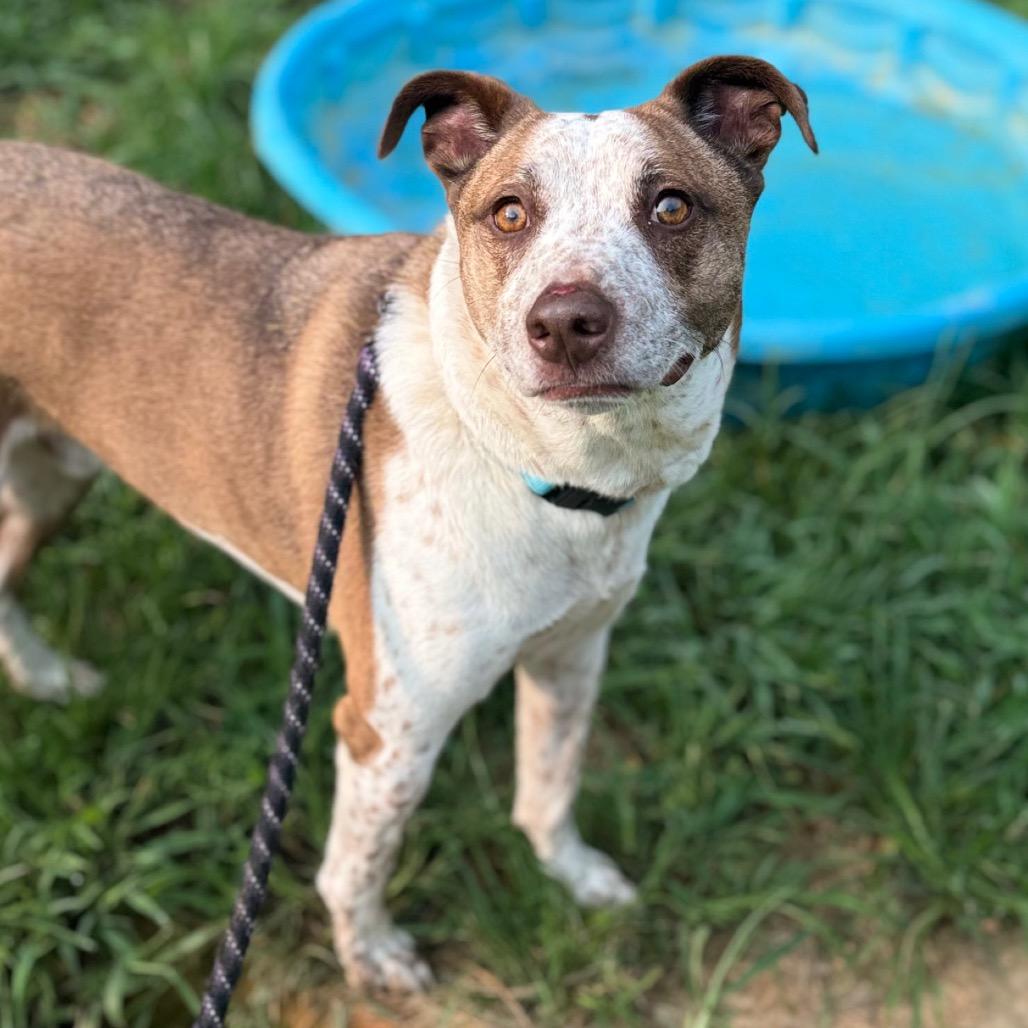 Enlarge Noodles, a Adoptable mixed breed in Fredericksburg, VA image 2/3