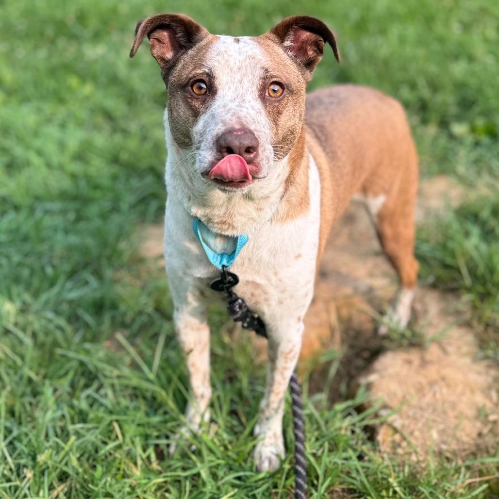 Enlarge Noodles, a Adoptable mixed breed in Fredericksburg, VA image 3/3