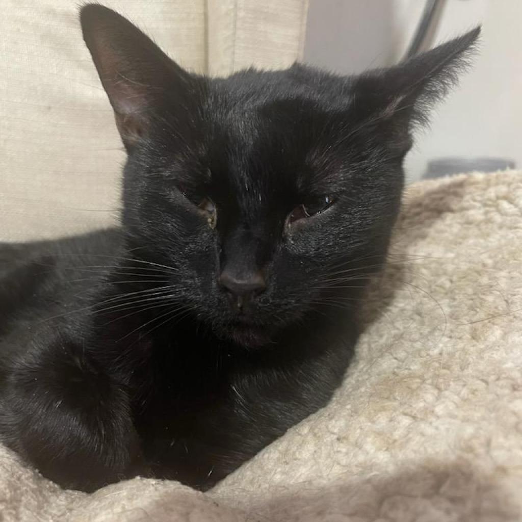 Enlarge Midnight @ foster, a Adoptable Domestic Short Hair in Carmel, IN image 1/1