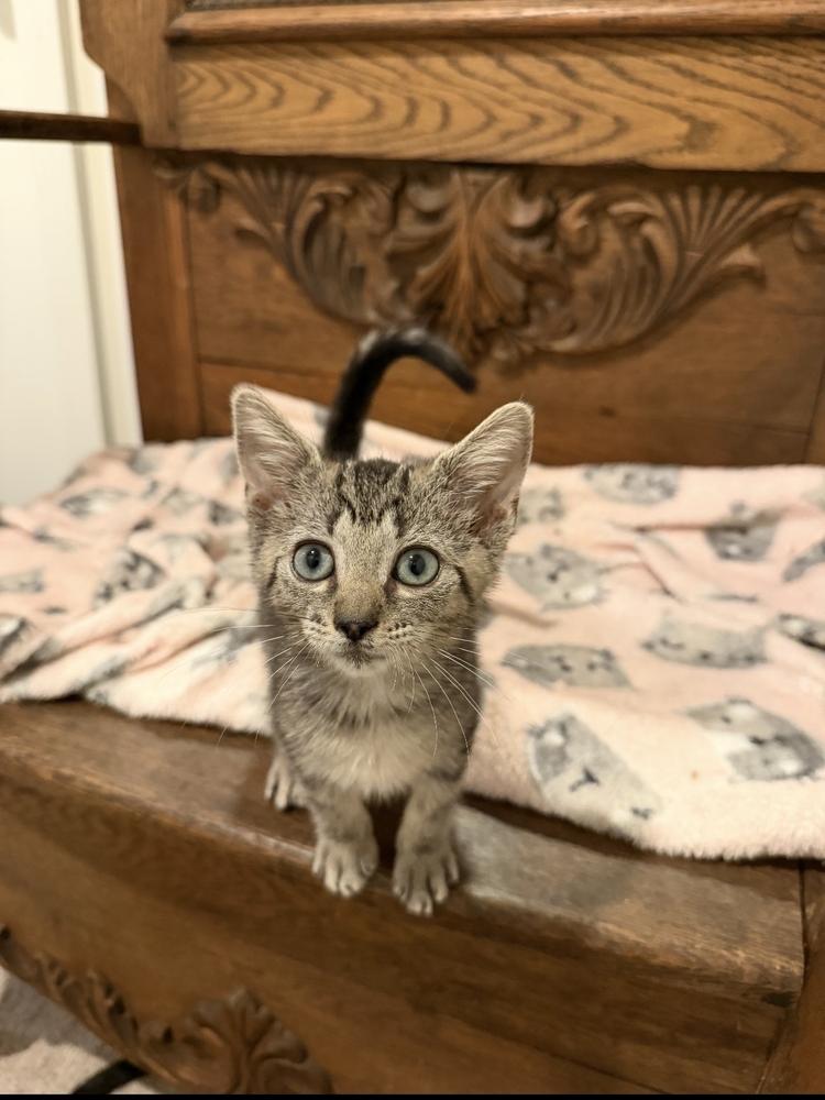 Virginia, Adoptable, Kitten Female Domestic Short Hair.