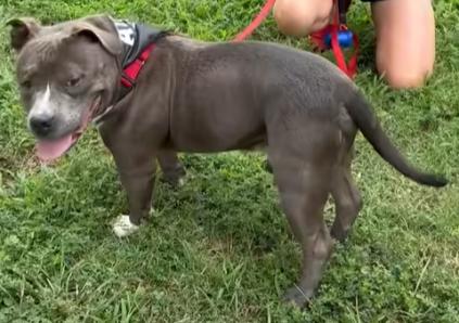 Mack, Adoptable, Adult Male Bull Terrier.