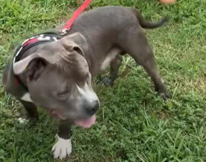 Mack, a Adoptable Bull Terrier in Denver, NC image 3/4