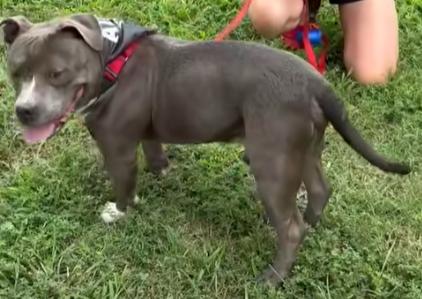 Mack, a Adoptable Bull Terrier in Denver, NC image 2/4