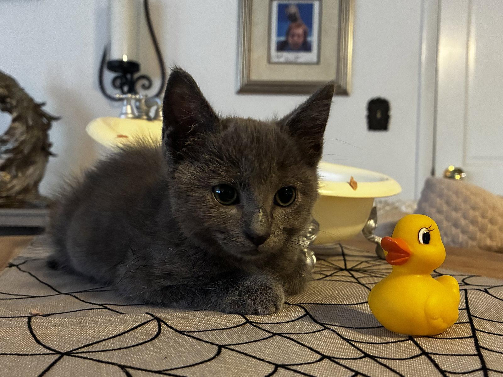Enlarge Crackle, a Adoptable Domestic Medium Hair in Cuyahoga Falls, OH image 1/2