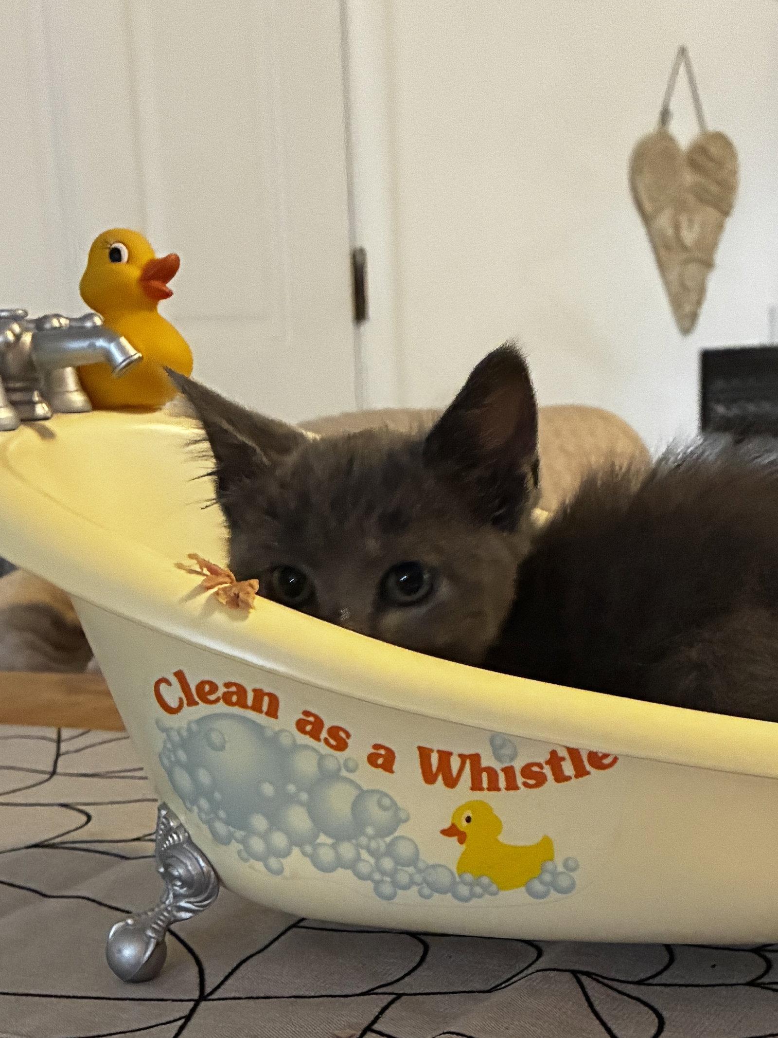 Enlarge Crackle, a Adoptable Domestic Medium Hair in Cuyahoga Falls, OH image 2/2