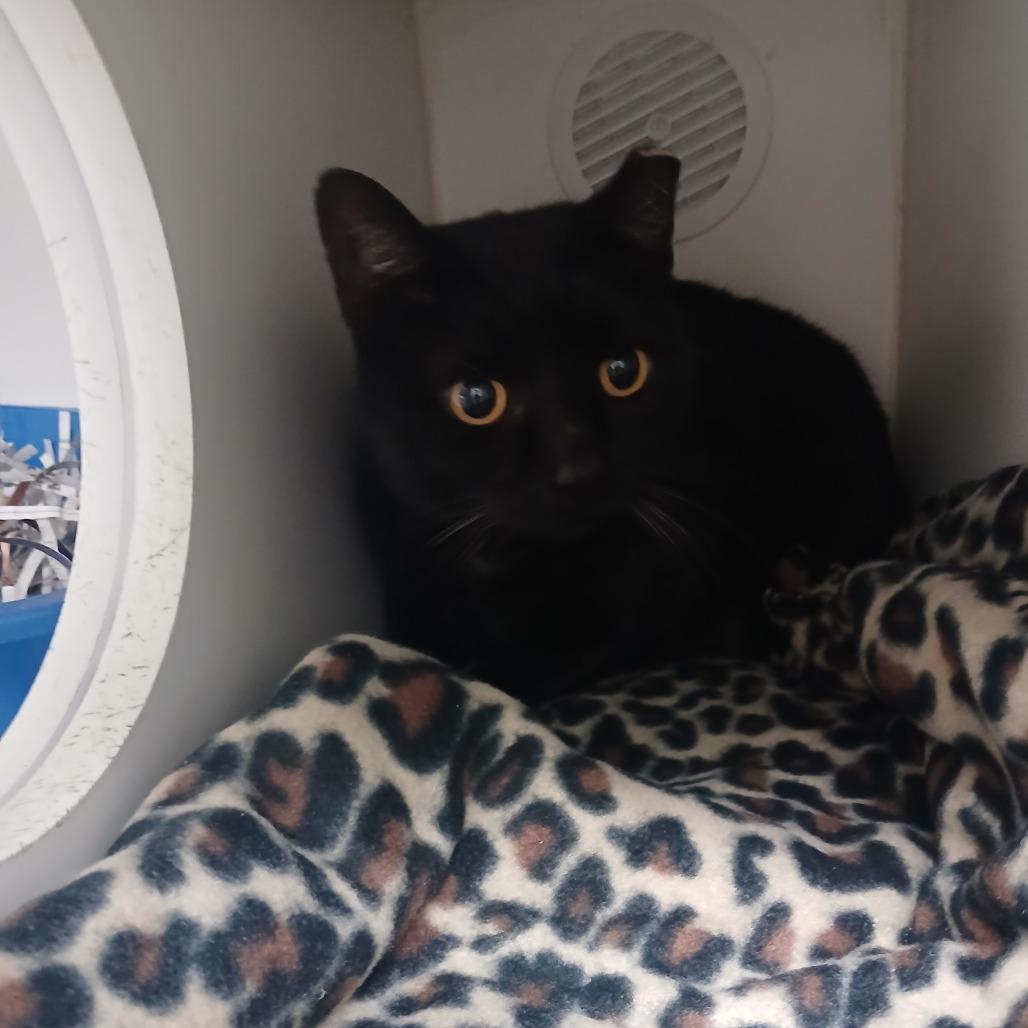 Vixey, Adoptable, Adult Female Domestic Short Hair.