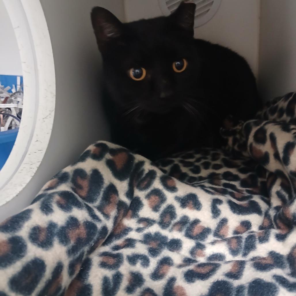 Vixey, a Adoptable Domestic Short Hair in Philadelphia, PA image 2/2