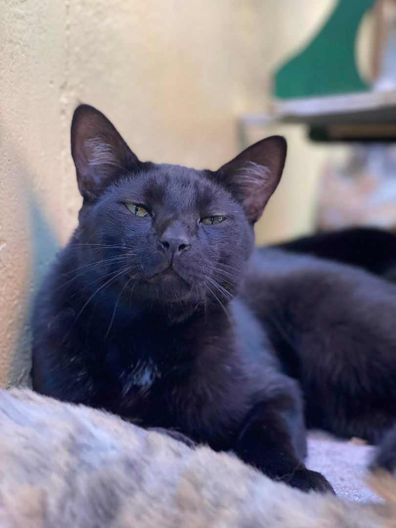 Finn, a Adoptable mixed breed in St. George, UT image 5/6