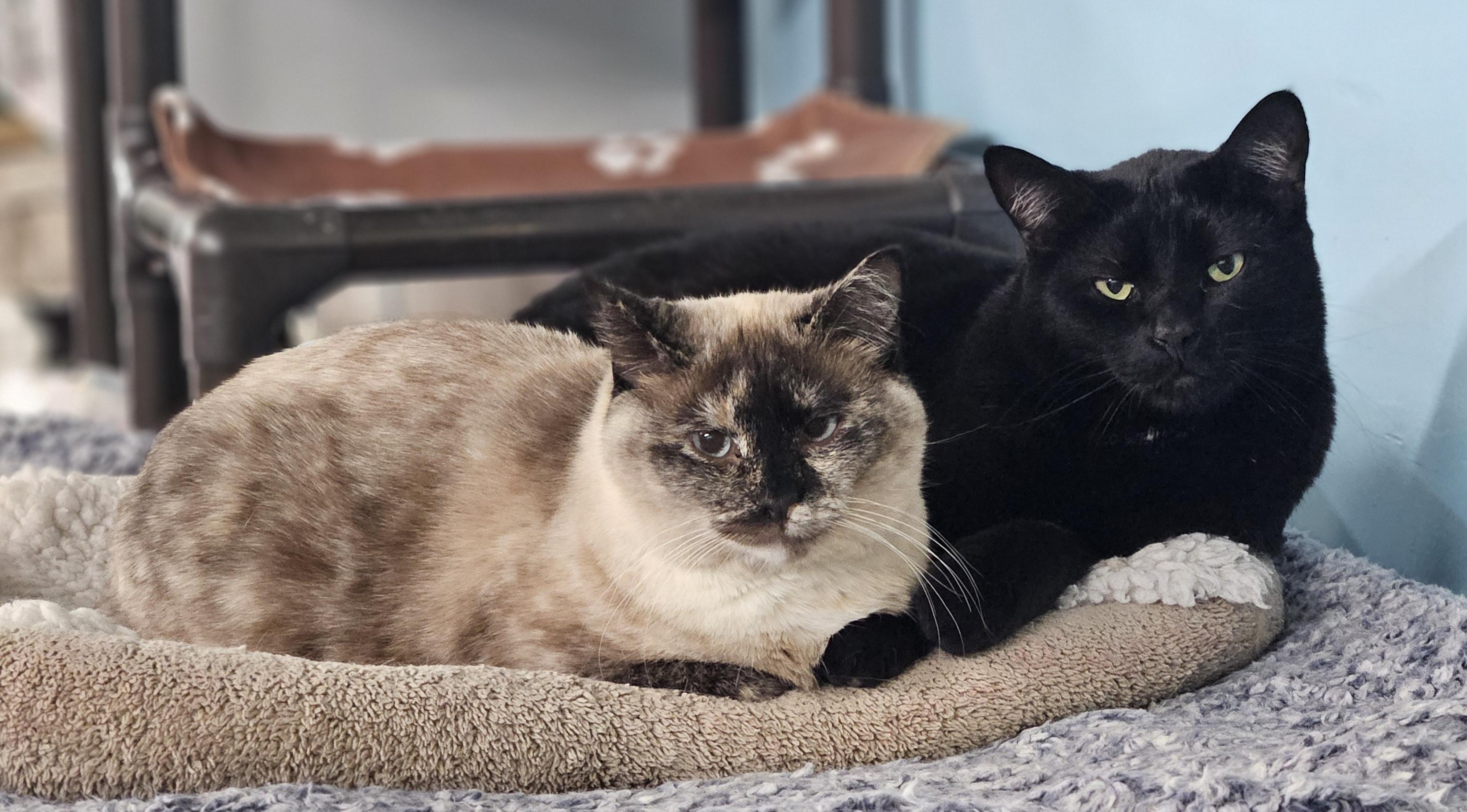 Finn, a Adoptable mixed breed in St. George, UT image 2/6