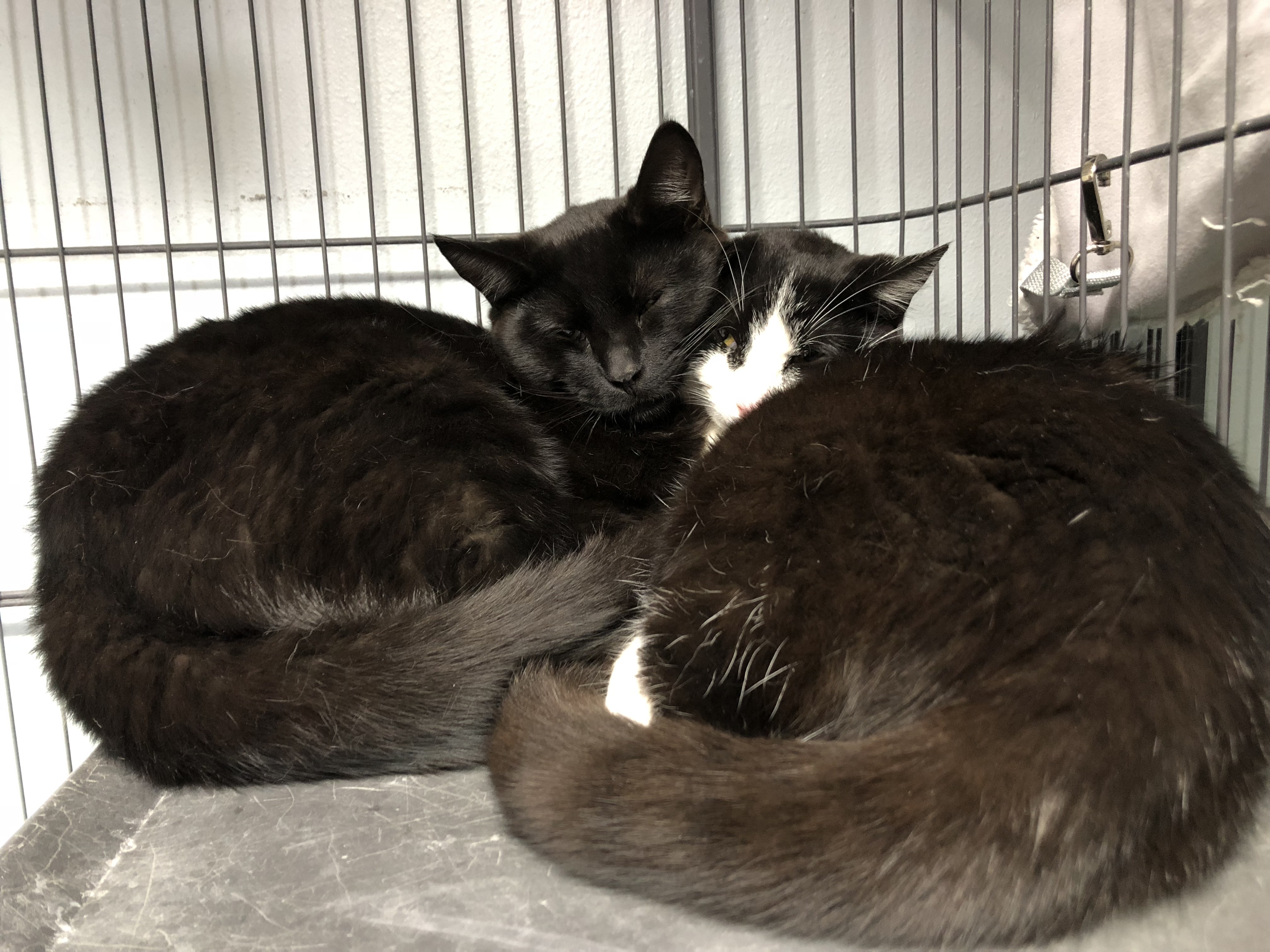 Finn, a Adoptable mixed breed in St. George, UT image 4/6