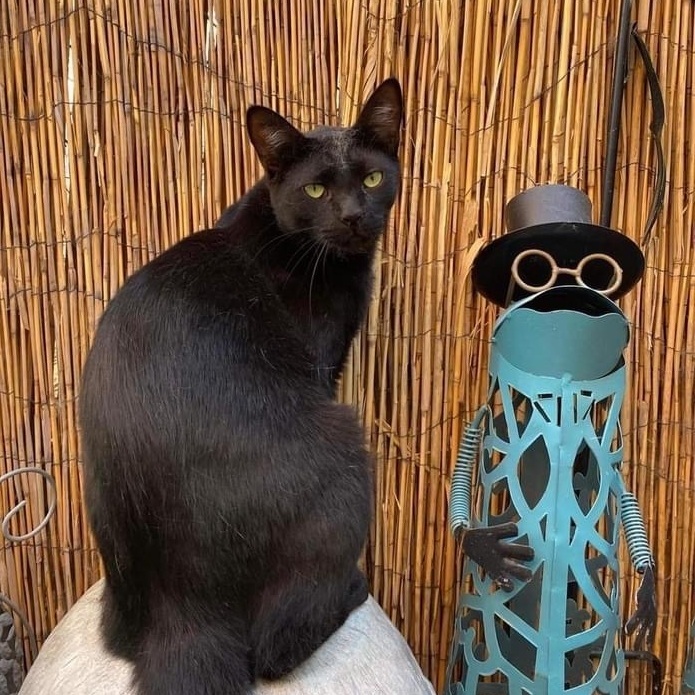 Finn, a Adoptable mixed breed in St. George, UT image 6/6