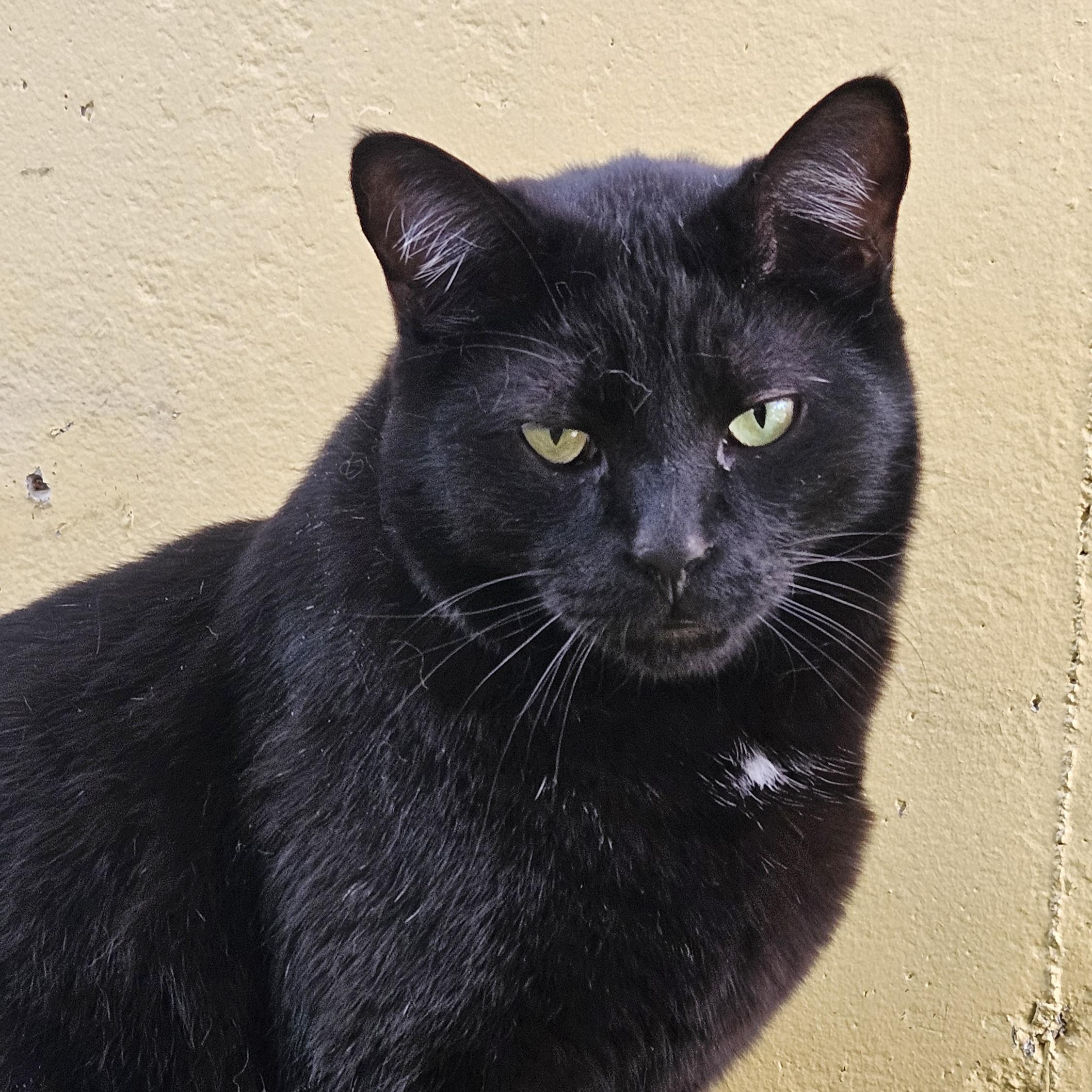 Finn, a Adoptable mixed breed in St. George, UT image 1/6