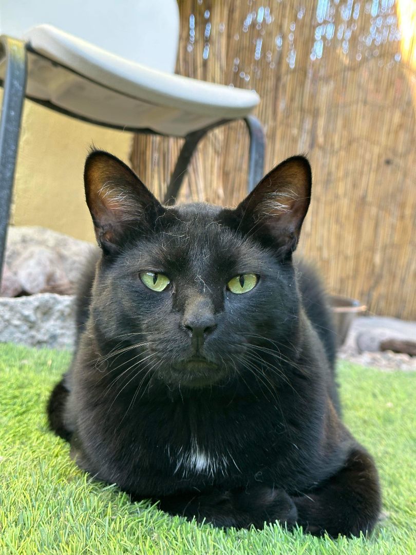 Finn, a Adoptable mixed breed in St. George, UT image 3/6