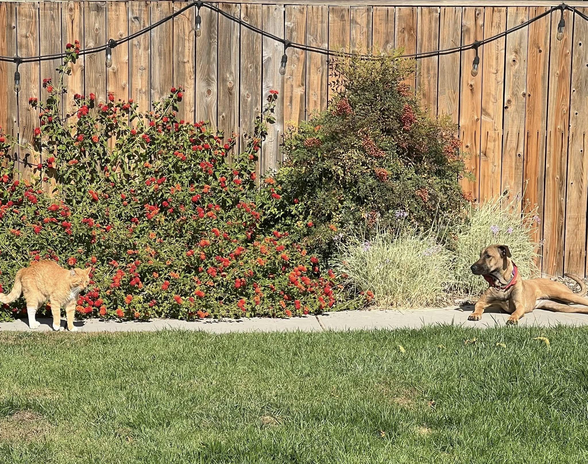 Enlarge Sadie, a Adoptable mixed breed in Manteca, CA image 3/6