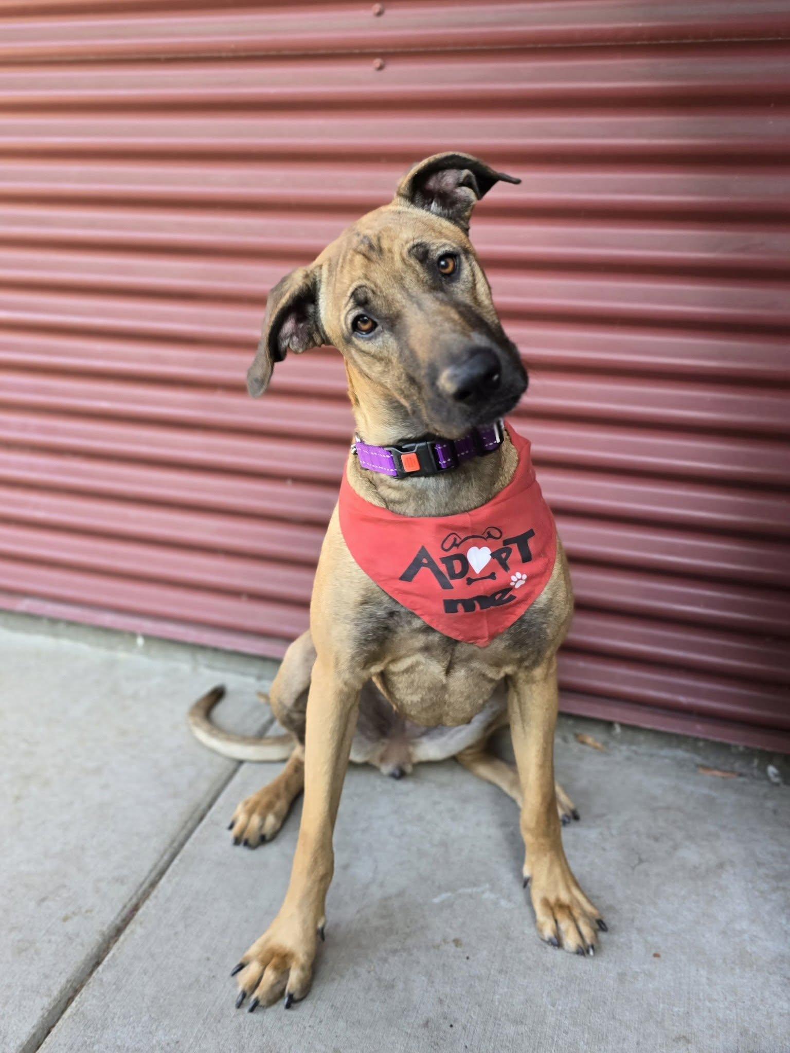 Sadie, Adoptable, Young Female Rhodesian Ridgeback & Great Dane.