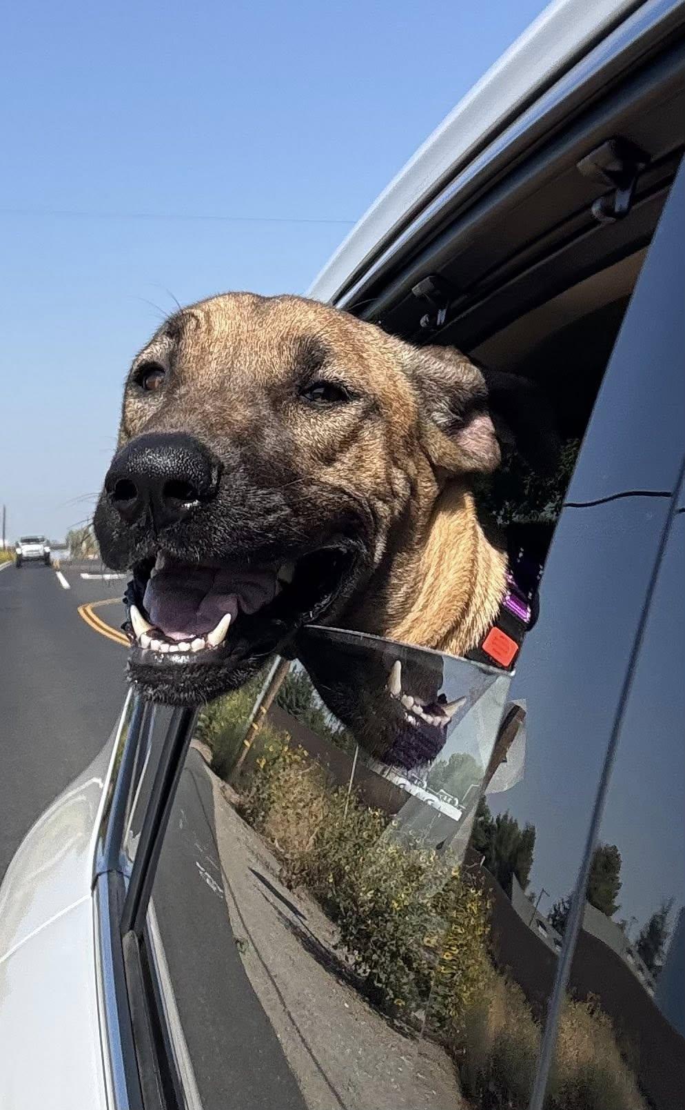 Enlarge Sadie, a Adoptable mixed breed in Manteca, CA image 6/6