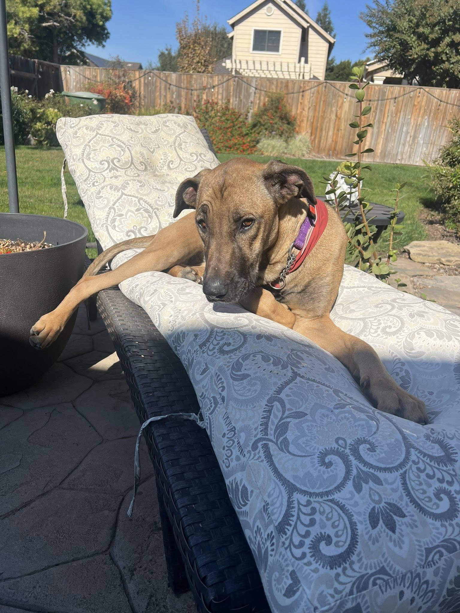 Enlarge Sadie, a Adoptable mixed breed in Manteca, CA image 2/6