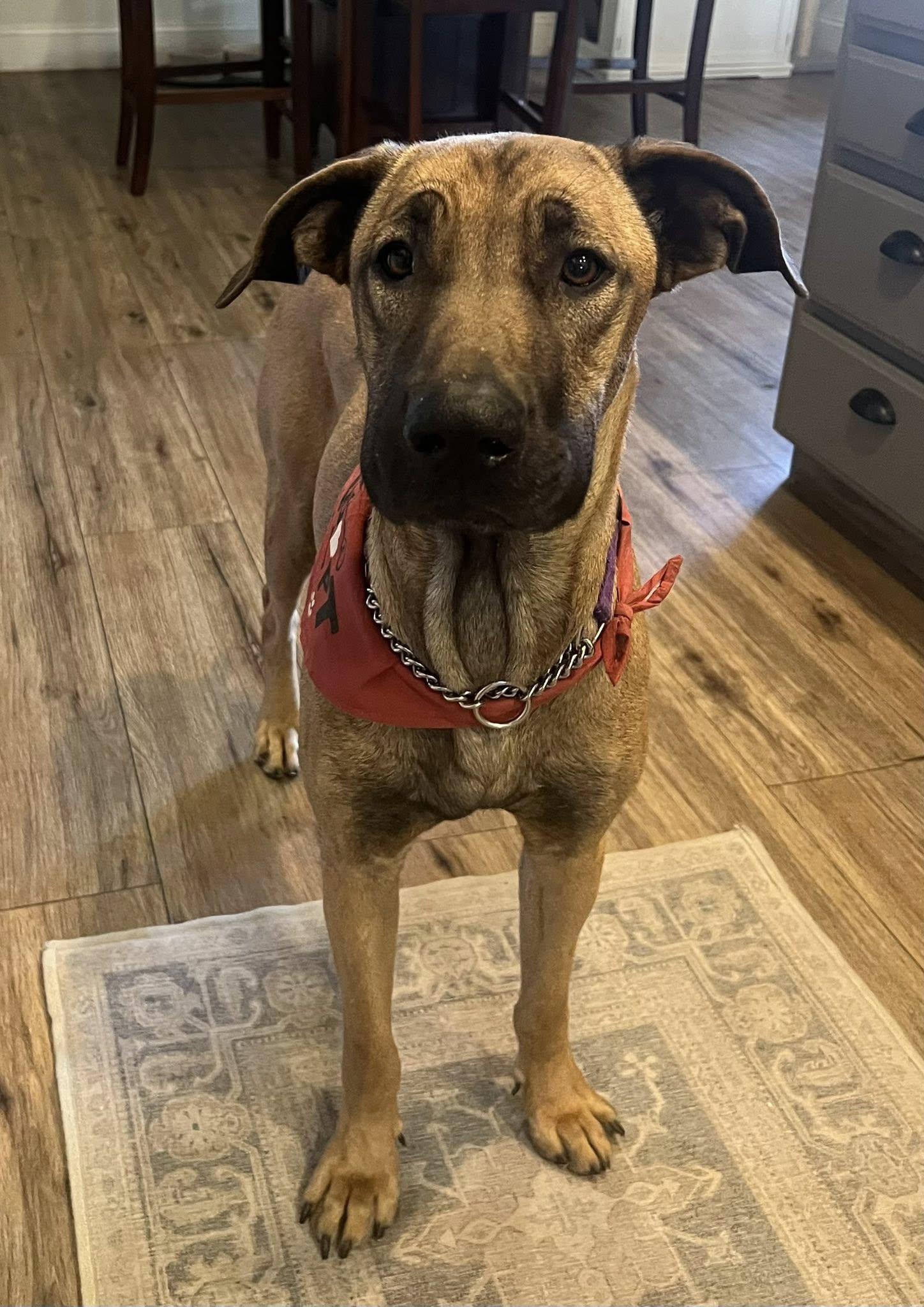 Enlarge Sadie, a Adoptable mixed breed in Manteca, CA image 5/6