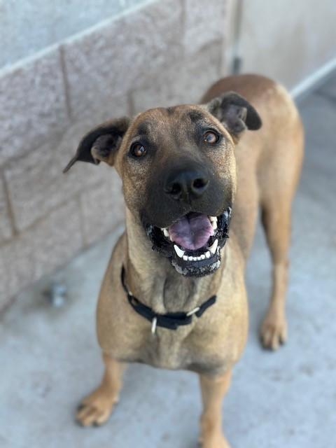 Sadie, Adoptable, Young Female Rhodesian Ridgeback & Great Dane.