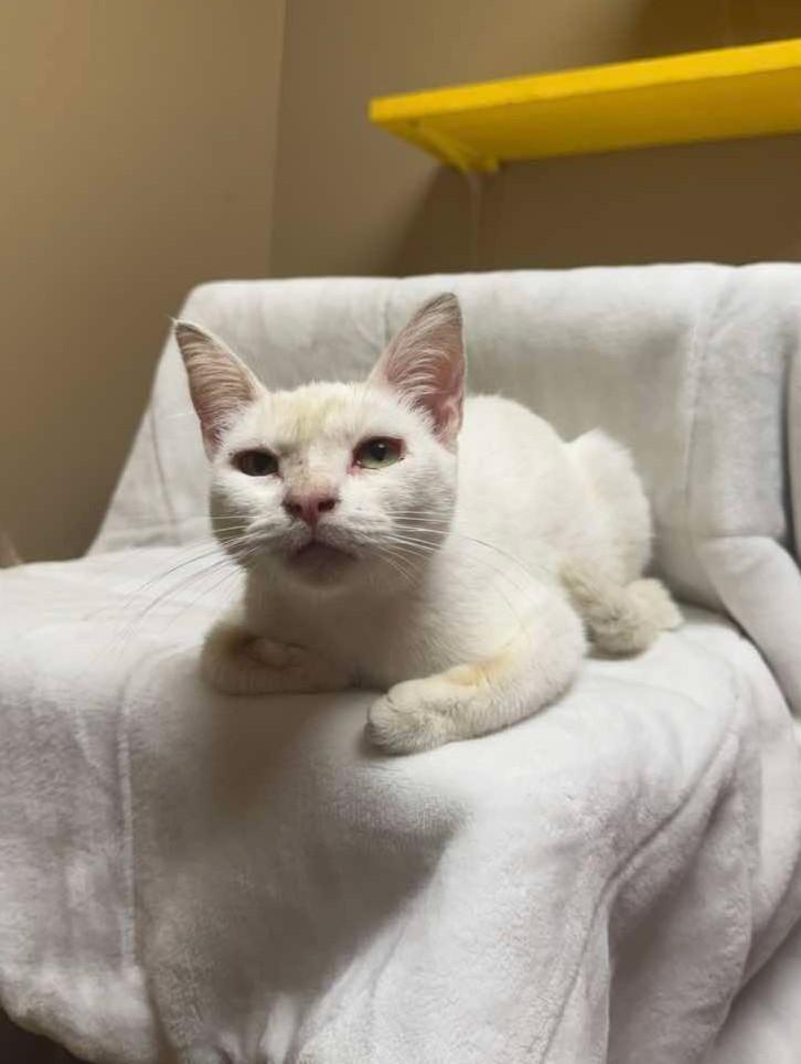 Opaline, an adopted mixed breed in Maryville, MO image 3/4