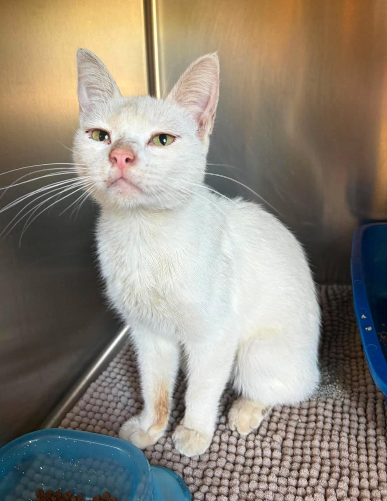Opaline, an adopted mixed breed in Maryville, MO image 2/4