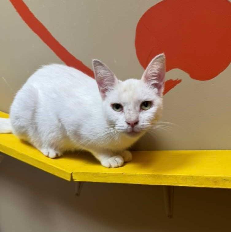 Opaline, an adopted mixed breed in Maryville, MO image 4/4