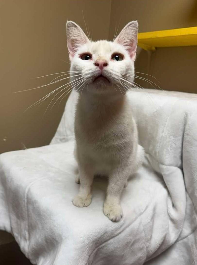 Opaline, adopted, Young Female Domestic Short Hair.