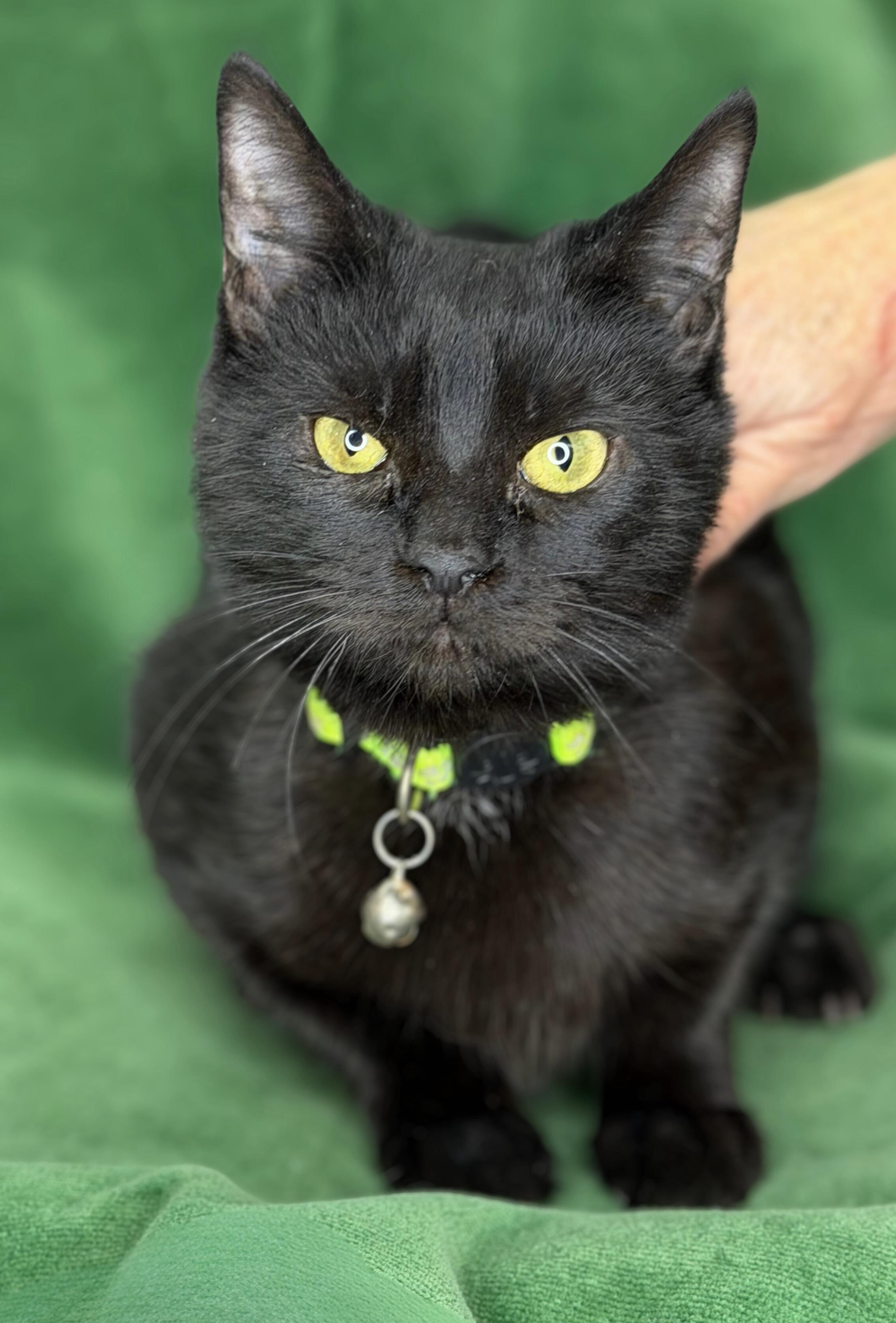 Enlarge Raja and Haydeez, a Adoptable American Shorthair in Frederick, MD image 4/6