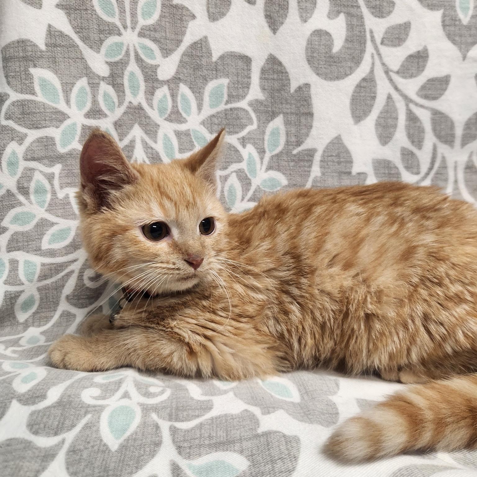 Enlarge Raja and Haydeez, a Adoptable American Shorthair in Frederick, MD image 6/6