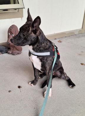 Ember, Adoptable, Young Female Terrier & Shepherd.