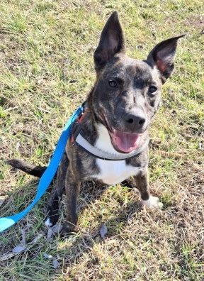 Enlarge Ember, a Adoptable mixed breed in Mountain View, AR image 1/3