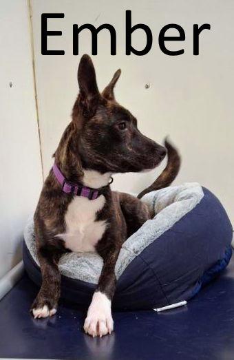 Enlarge Ember, a Adoptable mixed breed in Mountain View, AR image 2/2