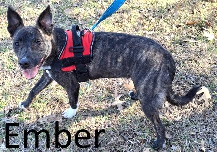 Enlarge Ember, a Adoptable mixed breed in Mountain View, AR image 3/3