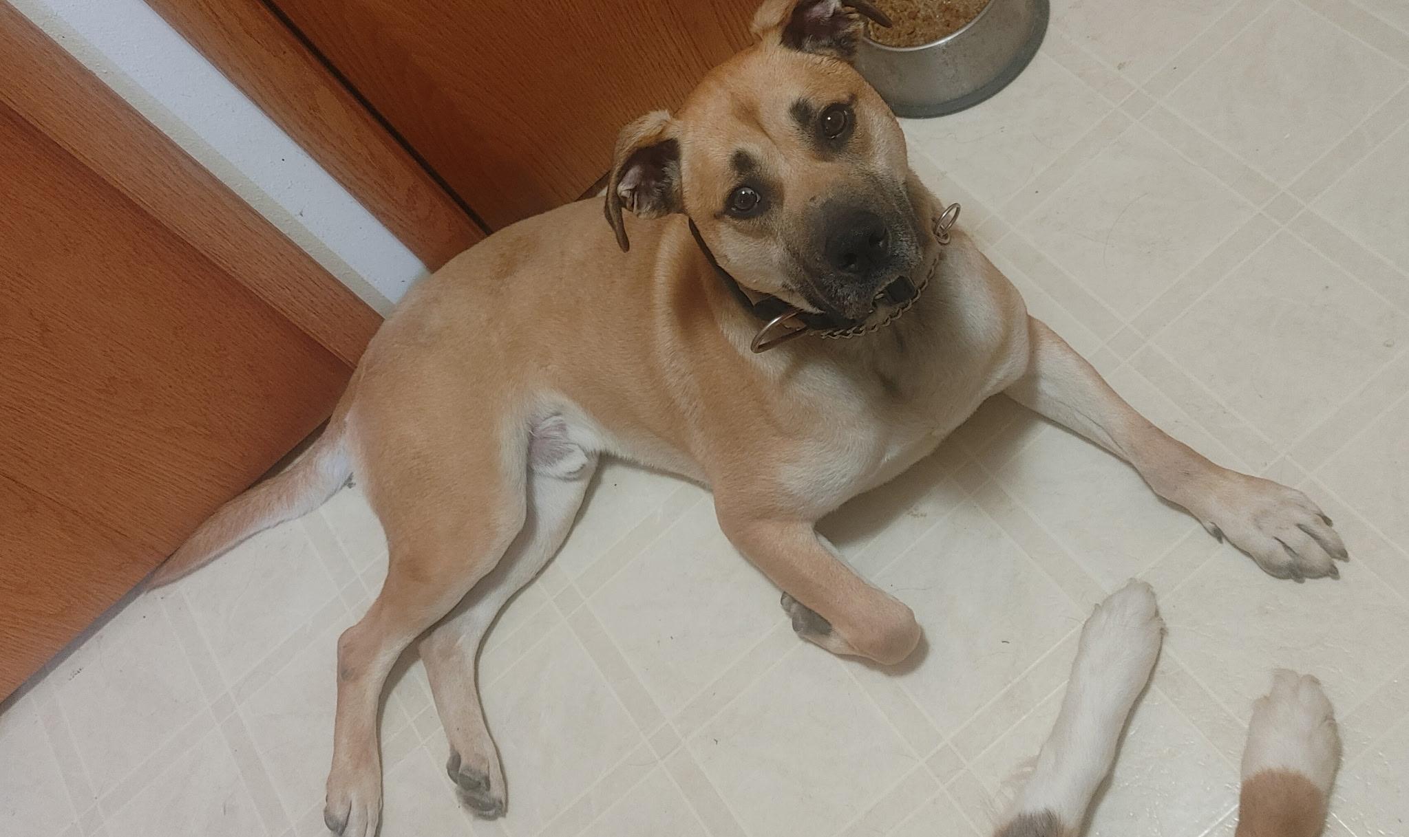 Harley-**Courtesy Post**, Adult Male Staffordshire Bull Terrier
