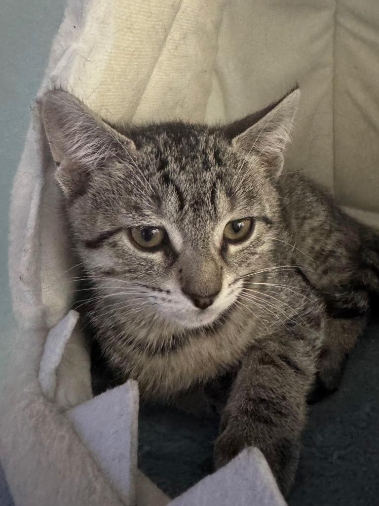 Enlarge Mo, a Adoptable Domestic Short Hair in Fort Myers, FL image 1/3