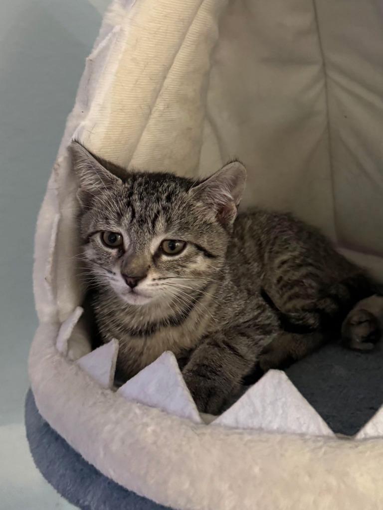 Enlarge Mo, a Adoptable Domestic Short Hair in Fort Myers, FL image 2/3