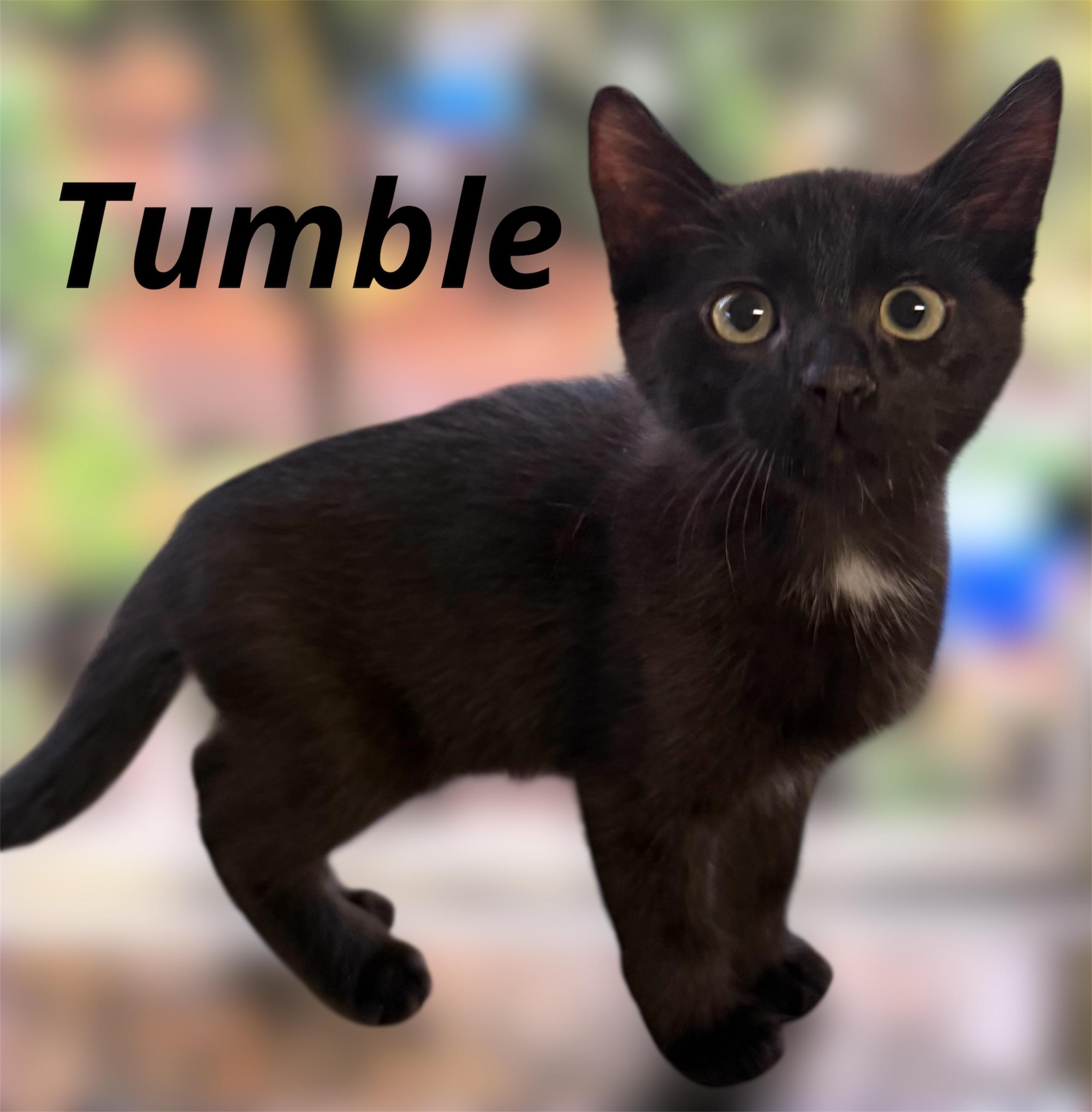 Enlarge Tumble, a Adoptable Domestic Short Hair in Auburn, CA image 1/1